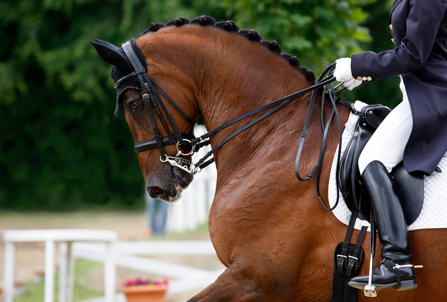 Brown horse being ridden with a blurred background