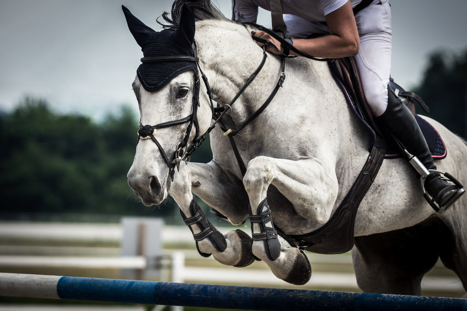 Online Saddle Fitting Consultations - Expert Advice from a Qualified Fitter